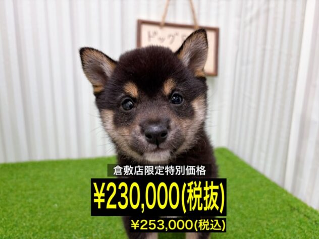 岡山県の豆柴 (アミーゴ倉敷店/2026年2月1日生まれ/女の子/黒)の子犬の1枚目の画像