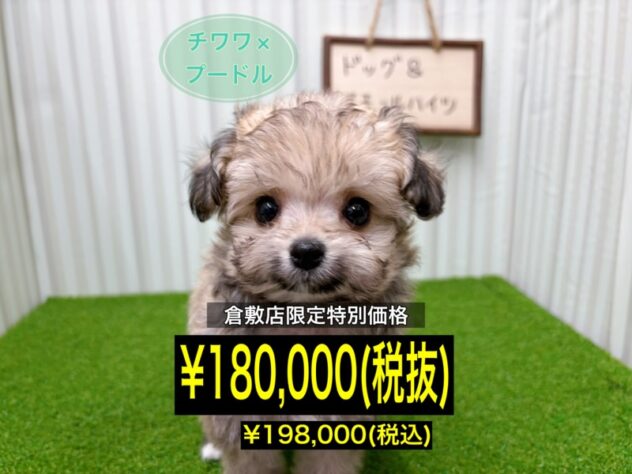 岡山県のハーフ犬・ミックス犬 (アミーゴ倉敷店/2026年1月29日生まれ/女の子/レッド)の子犬の1枚目の画像