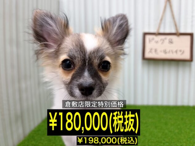 岡山県のチワワ(ロング) (アミーゴ倉敷店/2025年11月16日生まれ/男の子/レッドホワイト)の子犬の1枚目の画像