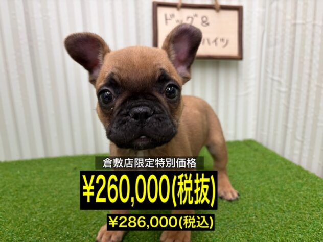 岡山県のフレンチブルドッグ (アミーゴ倉敷店/2026年1月20日生まれ/男の子/フォーン)の子犬の1枚目の画像
