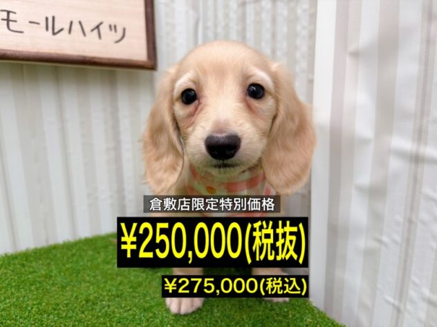 岡山県のミニチュアダックスフンド(ロング) (アミーゴ倉敷店/2026年1月19日生まれ/女の子/イエロー)の子犬の1枚目の画像