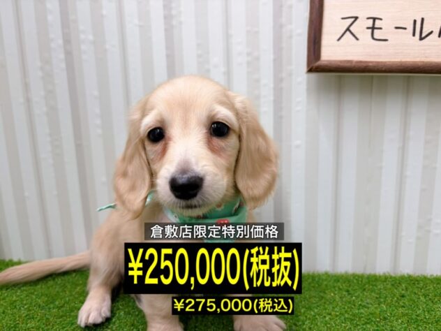 岡山県のミニチュアダックスフンド(ロング) (アミーゴ倉敷店/2026年1月19日生まれ/女の子/イエロー)の子犬の1枚目の画像