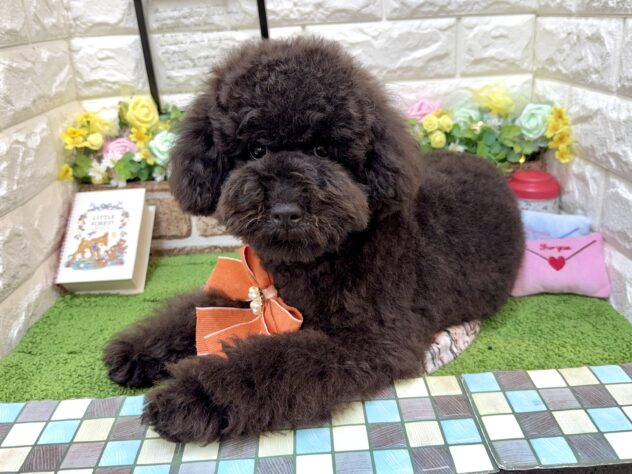 兵庫県のトイプードル(トイ) (ワンキャラット アミーゴ姫路花田店/2025年10月28日生まれ/男の子/ブラック)の子犬の4枚目の画像