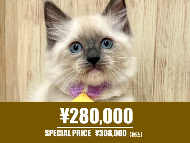 広島県のラグドール (アミーゴ東深津店/2026年2月15日生まれ/男の子/ブルーポイントミテッド)の子猫の1枚目の画像