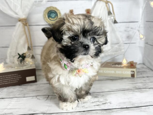 香川県のペキシーズー/ペキズー(ペキニーズ×シーズー) (ワンキャラット アミーゴ屋島店/2026年2月3日生まれ/女の子/フォーン)の子犬の4枚目の画像
