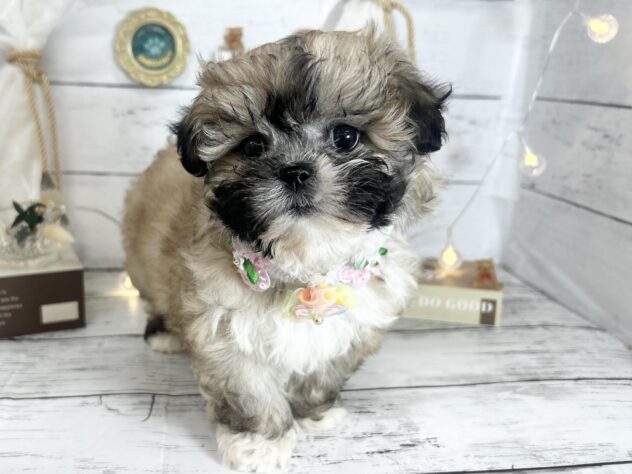 香川県のペキシーズー/ペキズー(ペキニーズ×シーズー) (ワンキャラット アミーゴ屋島店/2026年2月3日生まれ/女の子/フォーン)の子犬の3枚目の画像