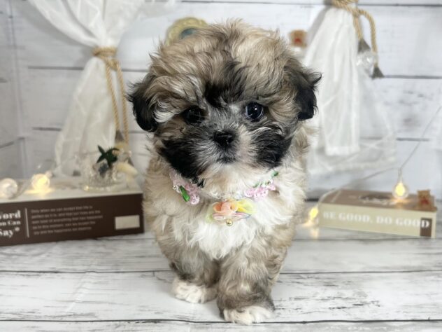 香川県のペキシーズー/ペキズー(ペキニーズ×シーズー) (ワンキャラット アミーゴ屋島店/2026年2月3日生まれ/女の子/フォーン)の子犬の2枚目の画像