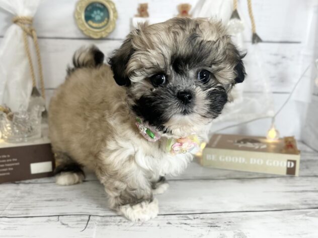 香川県のペキシーズー/ペキズー(ペキニーズ×シーズー) (ワンキャラット アミーゴ屋島店/2026年2月3日生まれ/女の子/フォーン)の子犬の1枚目の画像