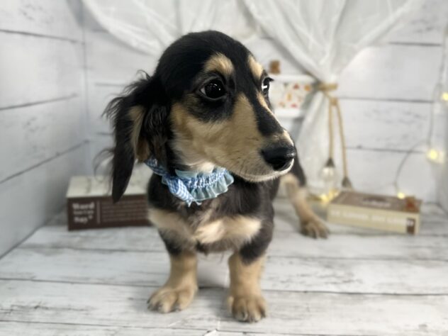 香川県のミニチュアダックスフンド(ロング) (ワンキャラット アミーゴ屋島店/2025年11月5日生まれ/女の子/ブラックタン)の子犬の3枚目の画像