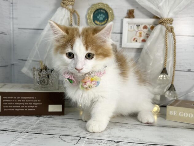 2026年1月13日生まれのミヌエット