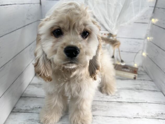 香川県のアメリカンコッカースパニエル (ワンキャラット アミーゴ屋島店/2025年12月4日生まれ/男の子/バフ)の子犬の3枚目の画像