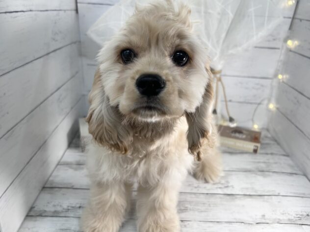 香川県のアメリカンコッカースパニエル (ワンキャラット アミーゴ屋島店/2025年12月4日生まれ/男の子/バフ)の子犬の2枚目の画像