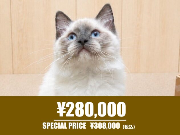 広島県のラグドール (アミーゴ東深津店/2026年2月15日生まれ/男の子/ブルーポイントミテッド)の子猫の1枚目の画像