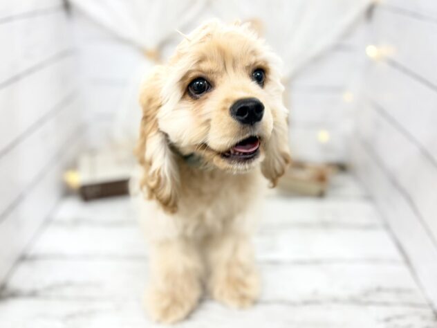 香川県のアメリカンコッカースパニエル (ワンキャラット アミーゴ屋島店/2025年12月4日生まれ/男の子/バフ)の子犬の1枚目の画像