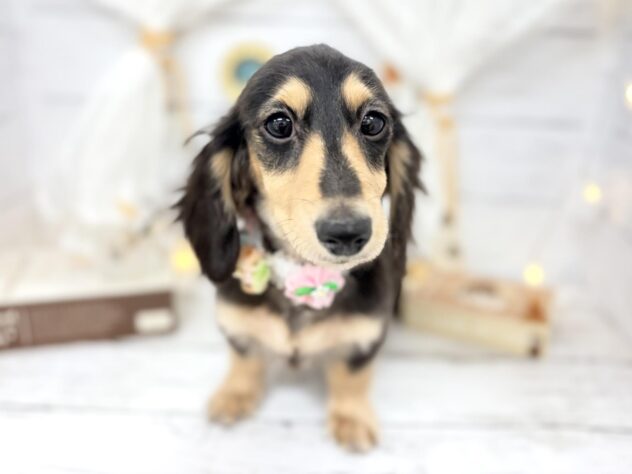 香川県のミニチュアダックスフンド(ロング) (ワンキャラット アミーゴ屋島店/2025年11月5日生まれ/女の子/ブラックタン)の子犬の1枚目の画像