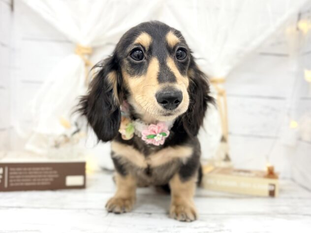 香川県のミニチュアダックスフンド(ロング) (ワンキャラット アミーゴ屋島店/2025年11月5日生まれ/女の子/ブラックタン)の子犬の2枚目の画像