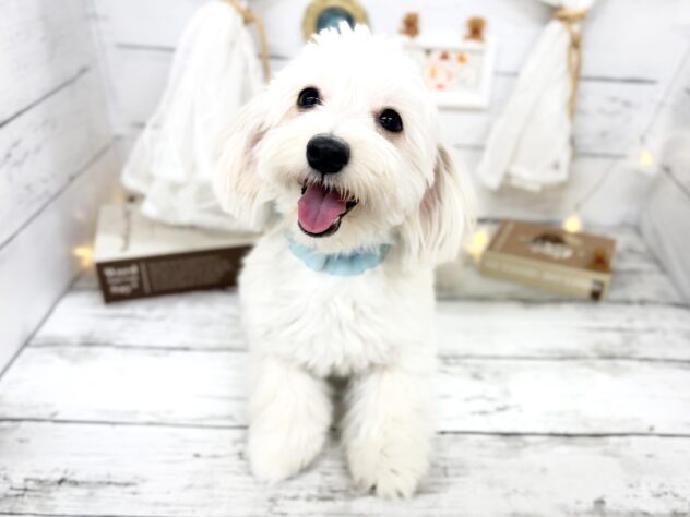 香川県のマルックス(マルチーズ×ダックス) (ワンキャラット アミーゴ屋島店/2025年8月11日生まれ/女の子/クリーム)の子犬の1枚目の画像