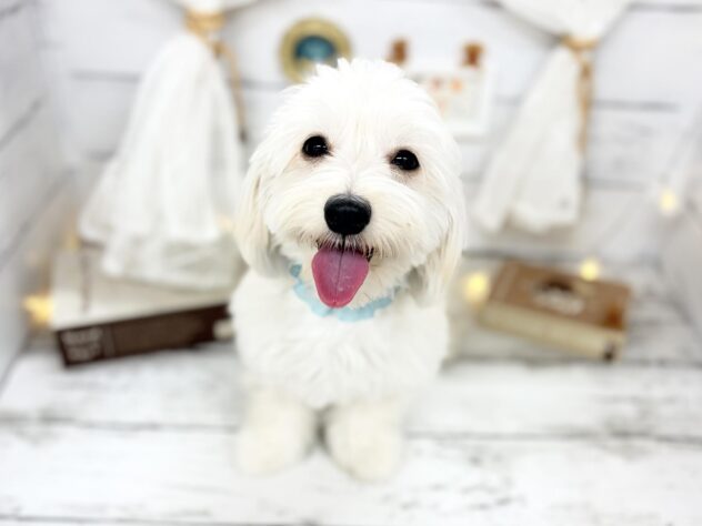 香川県のマルックス(マルチーズ×ダックス) (ワンキャラット アミーゴ屋島店/2025年8月11日生まれ/女の子/クリーム)の子犬の2枚目の画像