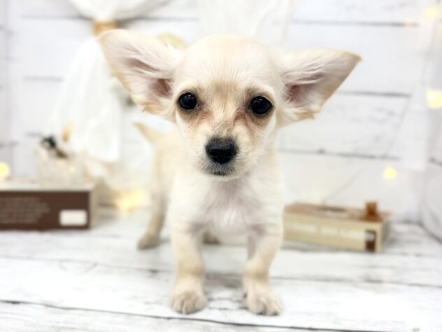 香川県のチワックス(チワワ×ダックス) (ワンキャラット アミーゴ屋島店/2026年1月21日生まれ/女の子/クリーム)の子犬