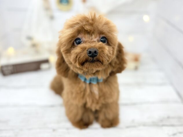 香川県のトイプードル(トイ) (ワンキャラット アミーゴ屋島店/2025年11月13日生まれ/男の子/レッドフォーン)の子犬の2枚目の画像