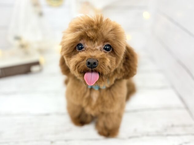 香川県のトイプードル(トイ) (ワンキャラット アミーゴ屋島店/2025年11月13日生まれ/男の子/レッドフォーン)の子犬の1枚目の画像