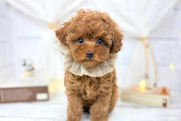 香川県のトイプードル(トイ) (ワンキャラット アミーゴ屋島店/2026年2月14日生まれ/女の子/レッド)の子犬の1枚目の画像