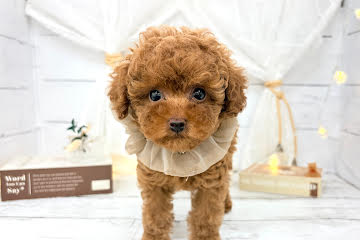 香川県のトイプードル(トイ) (ワンキャラット アミーゴ屋島店/2026年2月14日生まれ/女の子/レッド)の子犬の2枚目の画像