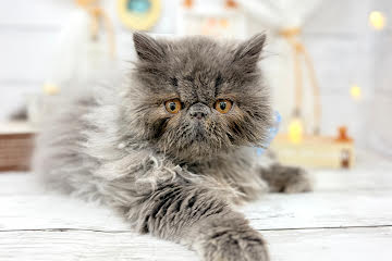 香川県のエキゾチックショートヘアー (ワンキャラット アミーゴ屋島店/2025年12月6日生まれ/男の子/ブルー)の子猫