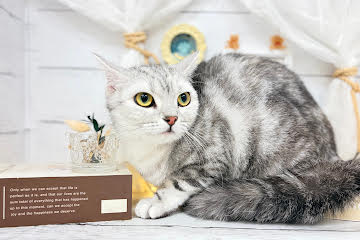 香川県のスコティッシュフォールド (ワンキャラット アミーゴ屋島店/2025年3月13日生まれ/女の子/シルバー)の子猫の2枚目の画像