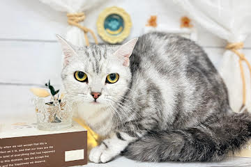 香川県のスコティッシュフォールド (ワンキャラット アミーゴ屋島店/2025年3月13日生まれ/女の子/シルバー)の子猫の1枚目の画像