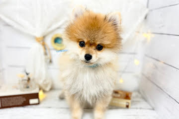 香川県のポメラニアン (ワンキャラット アミーゴ屋島店/2025年12月19日生まれ/男の子/オレンジセーブル)の子犬の2枚目の画像