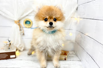 香川県のポメラニアン (ワンキャラット アミーゴ屋島店/2025年12月19日生まれ/男の子/オレンジセーブル)の子犬の1枚目の画像