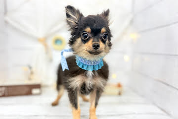 香川県のハーフ犬・ミックス犬 (ワンキャラット アミーゴ屋島店/2025年12月23日生まれ/女の子/プラチナミンク)の子犬