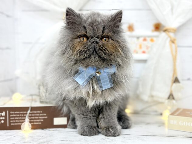 香川県のエキゾチックショートヘアー (ワンキャラット アミーゴ屋島店/2025年12月6日生まれ/男の子/ブルー)の子猫の1枚目の画像