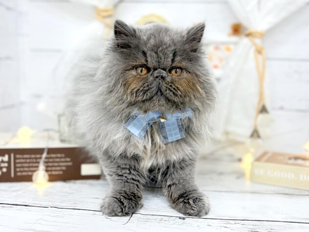 香川県のエキゾチックショートヘアー (ワンキャラット アミーゴ屋島店/2025年12月6日生まれ/男の子/ブルー)の子猫の2枚目の画像