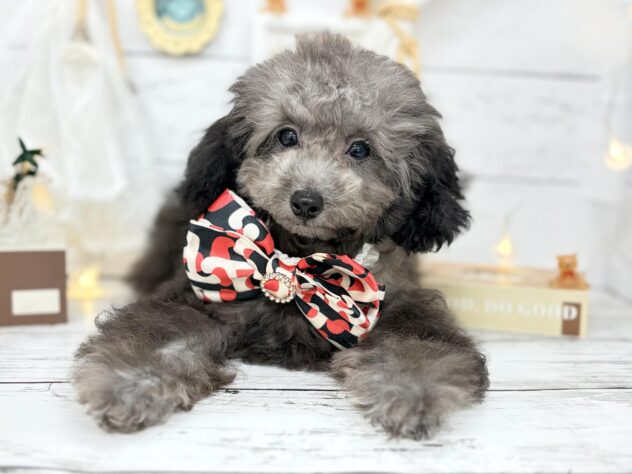 香川県のトイプードル(トイ) (ワンキャラット アミーゴ屋島店/2025年12月8日生まれ/女の子/グレー)の子犬