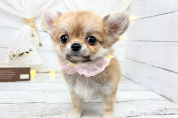 香川県のチワワ(ロング) (ワンキャラット アミーゴ屋島店/2026年2月17日生まれ/女の子/フォーン)の子犬の3枚目の画像