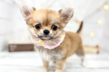 香川県のチワワ(ロング) (ワンキャラット アミーゴ屋島店/2026年2月17日生まれ/女の子/フォーン)の子犬の4枚目の画像