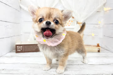 香川県のチワワ(ロング) (ワンキャラット アミーゴ屋島店/2026年2月17日生まれ/女の子/フォーン)の子犬の2枚目の画像