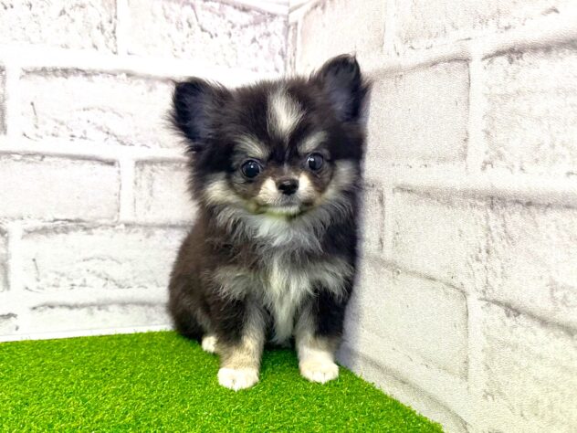 岡山県のチワワ(ロング) (アミーゴ妹尾店/2026年2月17日生まれ/女の子/ブラックタンホワイト)の子犬の1枚目の画像