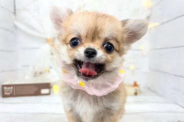 香川県のチワワ(ロング) (ワンキャラット アミーゴ屋島店/2026年2月17日生まれ/女の子/フォーン)の子犬の1枚目の画像