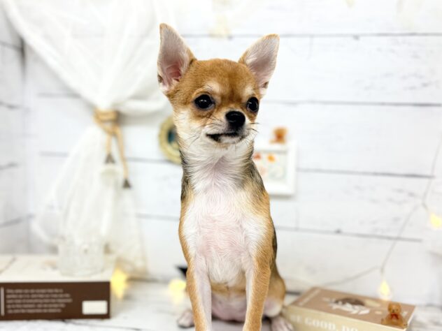 香川県のチワワ(ロング) (ワンキャラット アミーゴ屋島店/2025年11月21日生まれ/女の子/セーブルホワイト)の子犬