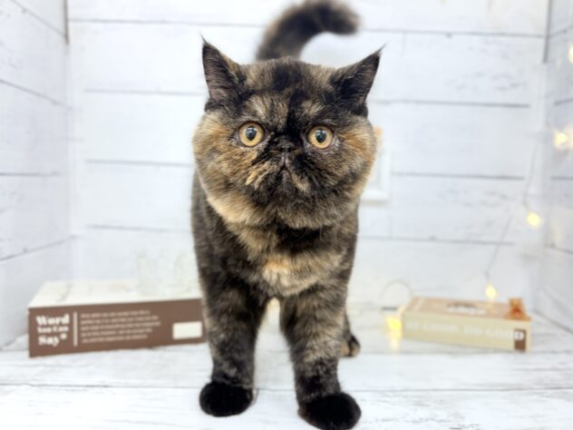 香川県のエキゾチックショートヘアー (ワンキャラット アミーゴ屋島店/2025年10月16日生まれ/女の子/トーティー)の子猫