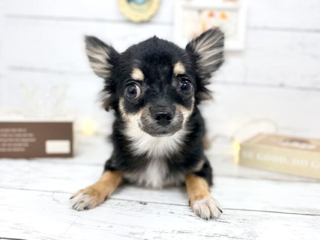 香川県のチワワ(ロング) (ワンキャラット アミーゴ屋島店/2025年10月8日生まれ/男の子/ブラックタン)の子犬の1枚目の画像