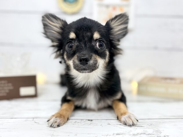 香川県のチワワ(ロング) (ワンキャラット アミーゴ屋島店/2025年10月8日生まれ/男の子/ブラックタン)の子犬の2枚目の画像