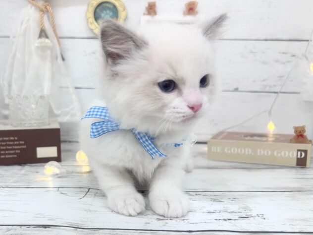 香川県のラグドール (ワンキャラット アミーゴ屋島店/2026年2月22日生まれ/男の子/ブルーポイントバイカラー)の子猫の2枚目の画像