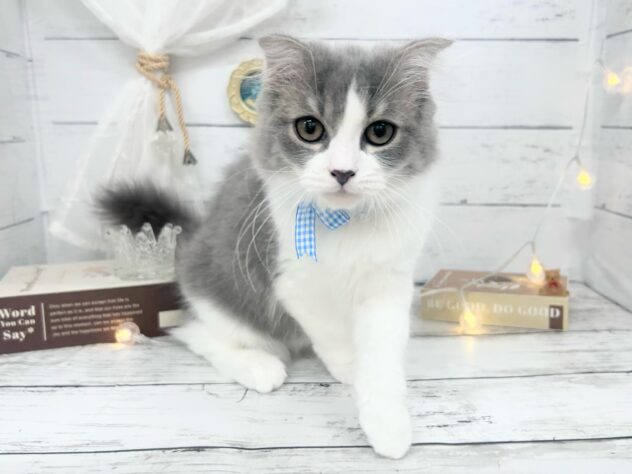 香川県のスコティッシュフォールド (ワンキャラット アミーゴ屋島店/2025年12月13日生まれ/男の子/ブルーホワイト)の子猫の1枚目の画像
