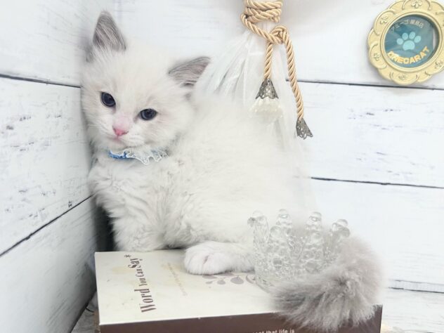 香川県のラグドール (ワンキャラット アミーゴ屋島店/2026年2月22日生まれ/男の子/ブルーポイントバイカラー)の子猫の1枚目の画像