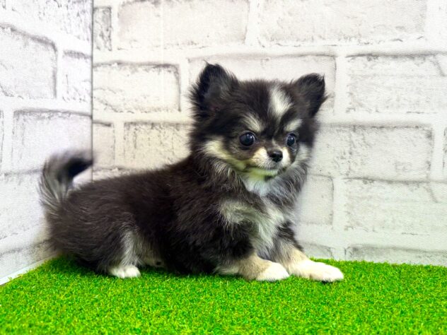 岡山県のチワワ(ロング) (アミーゴ妹尾店/2026年2月17日生まれ/女の子/ブラックタンホワイト)の子犬の2枚目の画像