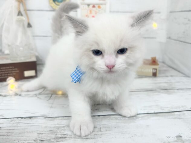 香川県のラグドール (ワンキャラット アミーゴ屋島店/2026年2月22日生まれ/男の子/ブルーポイントバイカラー)の子猫の3枚目の画像